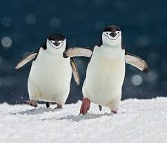 Penguin Awareness Day